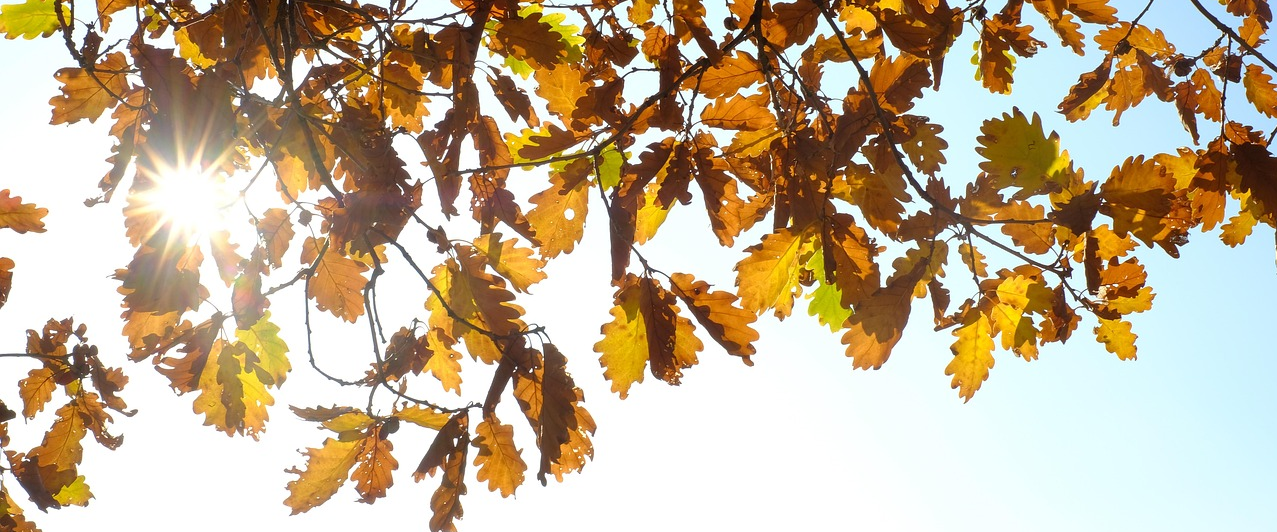 Oak Leaves - Hans - Pixelio